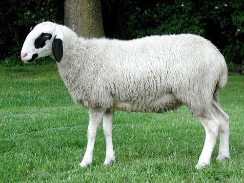 Kur’an-ı kerim’de adı geçen hayvan isimleri