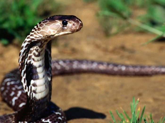 Kur’an-ı kerim’de adı geçen hayvan isimleri