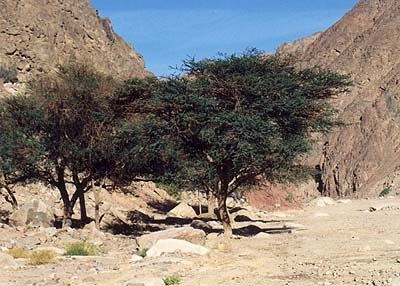 Garkad ağacı