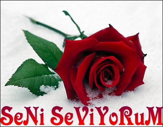 Seni Seviyorum Ya RasulAllah