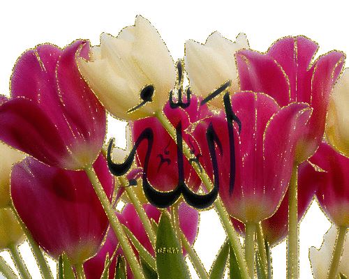 Sevgi (Allah adı ve Gül)