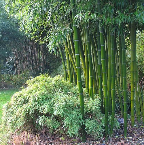 Bambu ağaçları