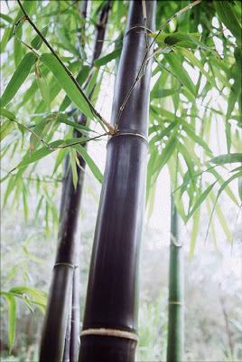Bambu ağaçları