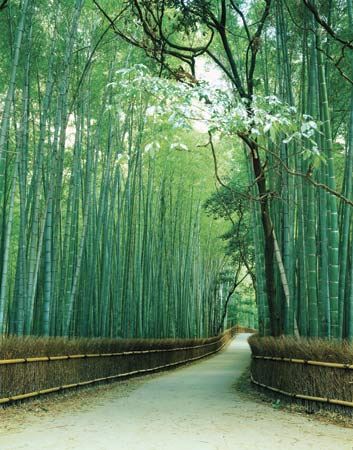 Bambu ağaçları