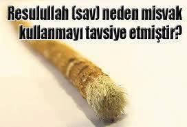 Misvak ağacı (Erak ağacı) resimleri