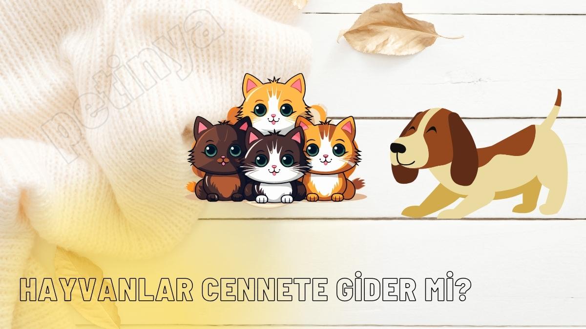 Hayvanlar Cennete Gider Mi?